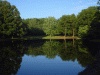 Photo of tress lining lake, with reflection