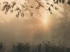 Low contrast photo of hazy woodland clearing at sunrise framed by limbs