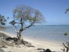 Photo of tree on beach