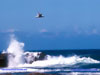 gull flying across blue sky while white waves crash against rocky shore