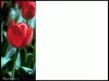 poweropint template with red rose on left side, flowers