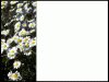 powerpoint template with photo of white daisies on left side, flowers