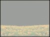 powerpoint template, low contrast photo of field of yellow flowers