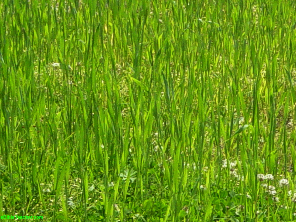 powerpoint backgrounds green. powerpoint backgrounds