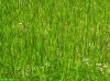 Bright green spring grass photo, background