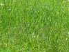 Bright green grass photo, background