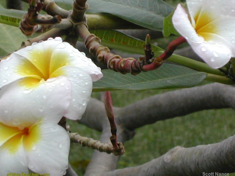 powerpoint backgrounds flowers. Free Powerpoint Backgrounds