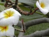 close up photo of hawaiian flowers