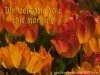 Full screen photo of orange tulips with text 'we welcome you this morning'