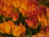 full screen image of tuorange tulips, low contrast