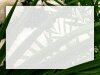 Full screen background of white flowers and green leaves, white center washed out for text