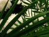 Full screen background of white flowers and green leaves