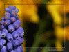 Purple flowers on left with unfocused green background for text