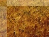 Full screen photo of field of wheat - low contrast brown with lighter borders on left and top, good for parable of wheat, tares, sower, fruit, harvest