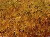 Full screen photo of field of wheat - low contrast brown good for parable of wheat, tares, sower, fruit, harvest