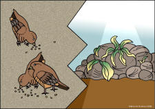 color graphics for the parable of the sower