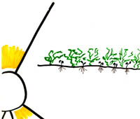 Weeds Choke Plants.