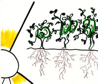 Fruitful Soil.