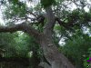 color photo of large tree, from base, height