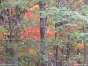 fall background image for powerpoint background