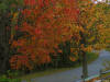 trees with fall colors above a curving road for use as autumn themed powerpoint background