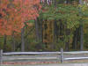 trees turning falls colors with fence in foreground for use as powerpoint background slide.