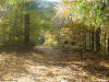 a trail through the woods in fall for use as a powerpoint background slide