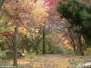 Fall colors with light shining through for use as a powerpoint background image