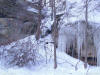Winter photo of snow and trees for use as a powerpoint graphics
