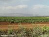 Color photo of Mount Gilboa where King Saul and his son Jonathan battling the Philistines.