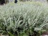 Color photo of hyssop, mentioned in Old Testament, used during Passover.