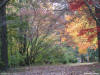 Tree leaves in vibrant color over a road - for use as a powerpoint graphic.