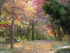 Fall leaves turning colors over a road in the woods. For use as a powerpoint graphic.