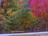 Vibrant fall leave colors form a beautiful autumn background for powerpoint slides.