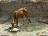 Color photo of a scrawny cow, as in pharaoh's dream of seven fat and seven skinny bovine.