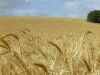 color photo of a Israeli wheat field, suitable as a background.