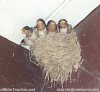 color photo of bird nest with babies