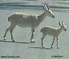 Color photo of wild goats, adult and child.