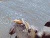 color photo of fish caught by fisherman by swallowing a smaller fish on a hook