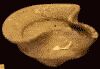 Color photo of oil lamp from Persian time period.