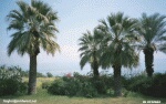 Color photo of palm trees in Israel.