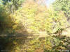 Yellow fall leaves reflected in a still pond - for use as a powerpoint background graphic.