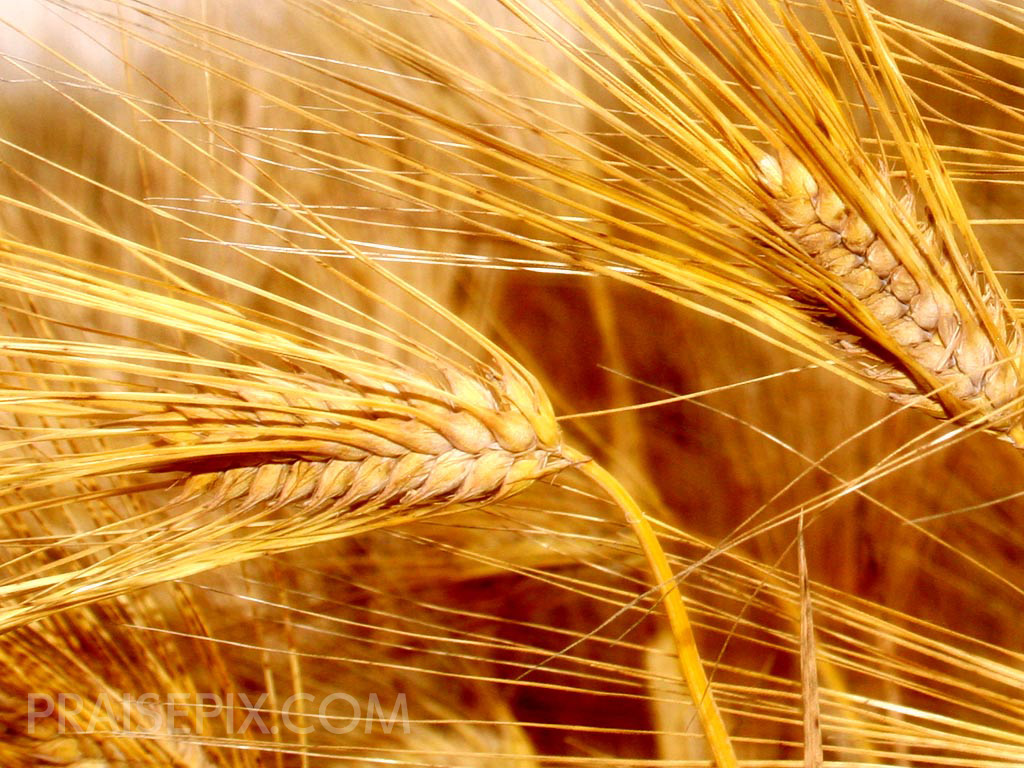 A close up of grain,