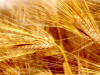 grain close up image