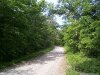 Color photo of road through tree, path, travel, direction.