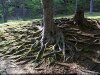 color photo of complex tree roots