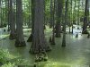 color photo of cypress trees in swamp, water, stagnant