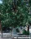 Color photo of a sycamore tree, like the one Zacchaeus climbed to see Jesus.