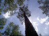 color photo of tall tree from base, silhouette, grow