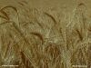 Color photo of wheat in fruit, as mentioned in parables and Jesus' teaching, low contrast version for use as background.